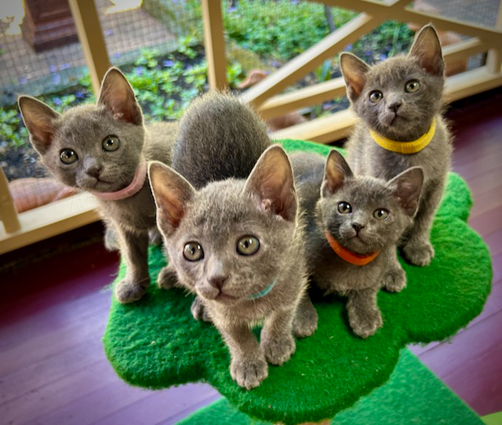 Dixie's kittens at seven weeks